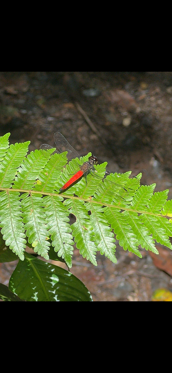 Animals - ML647185831