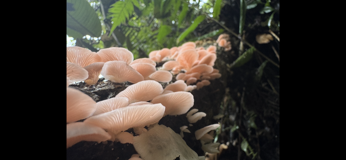 Animals - ML647185832