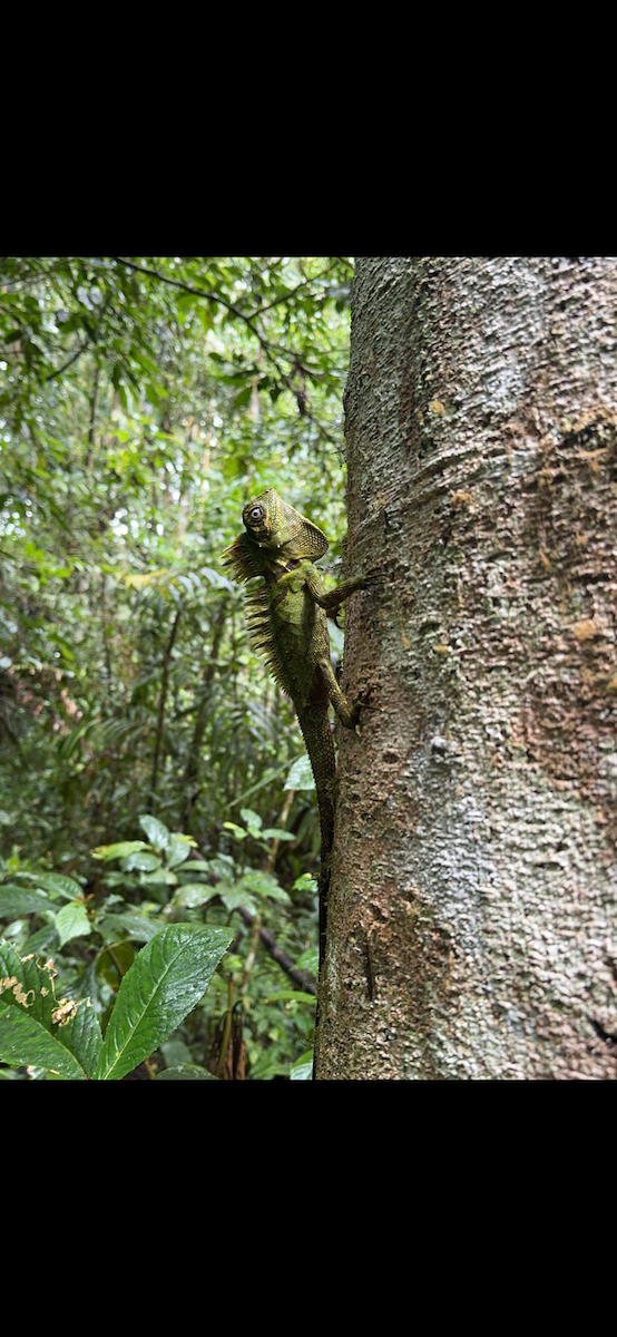 Animals - ML647185835