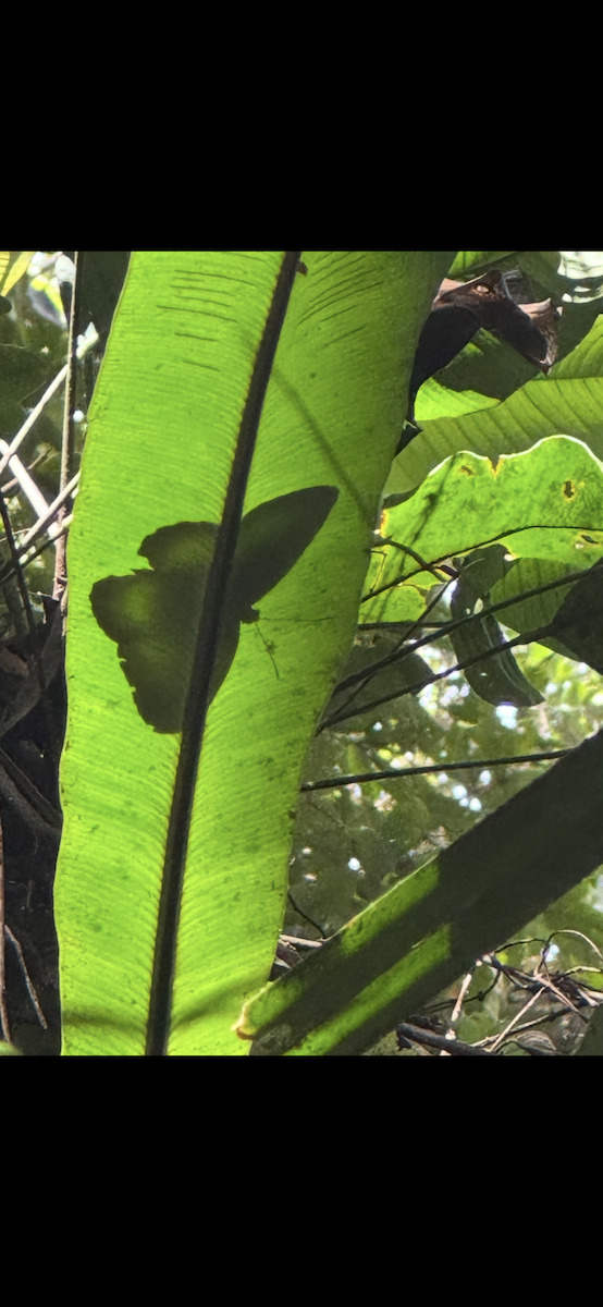 Animals - ML647185837