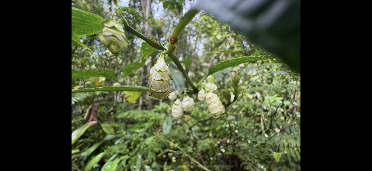 Animals - ML647185838