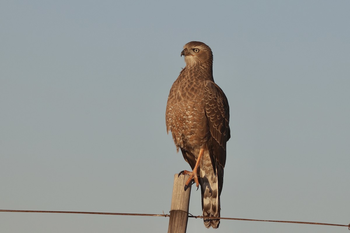 Pale Chanting-Goshawk - ML647185839