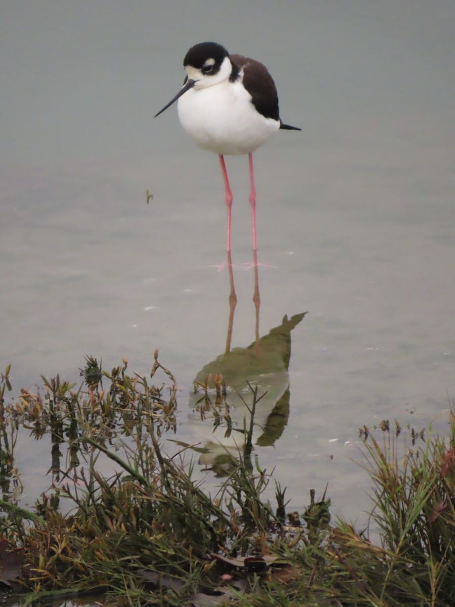 Échasse d'Amérique - ML647185841