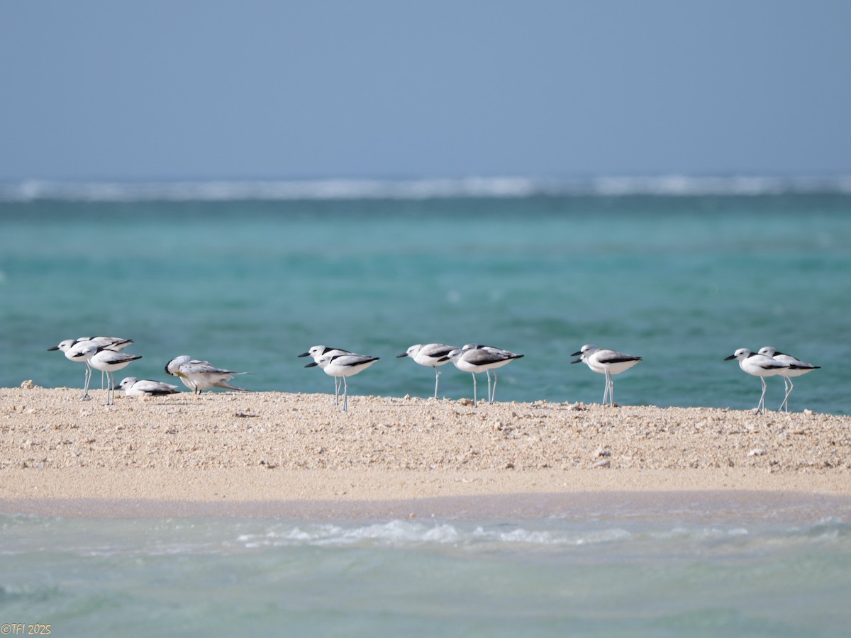 Crab-Plover - ML647185845