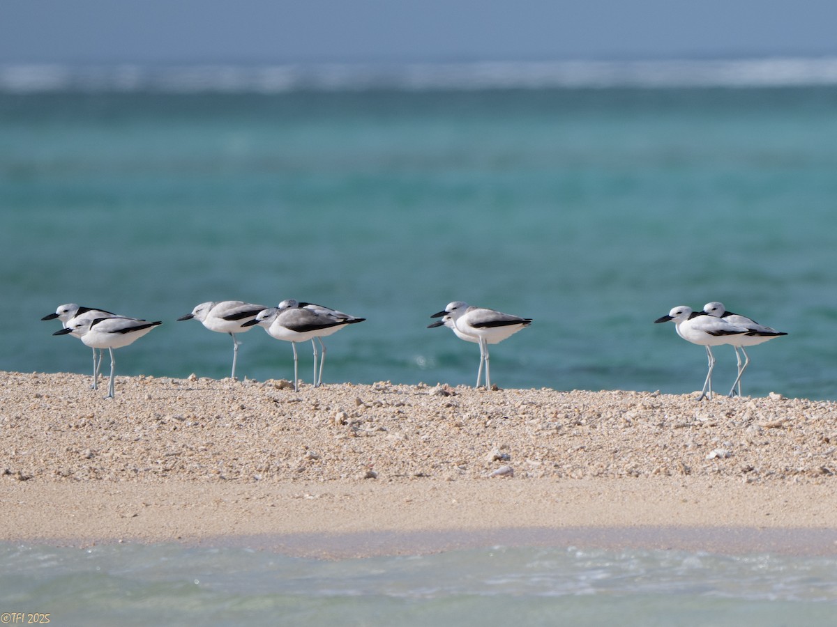 Crab-Plover - ML647185861