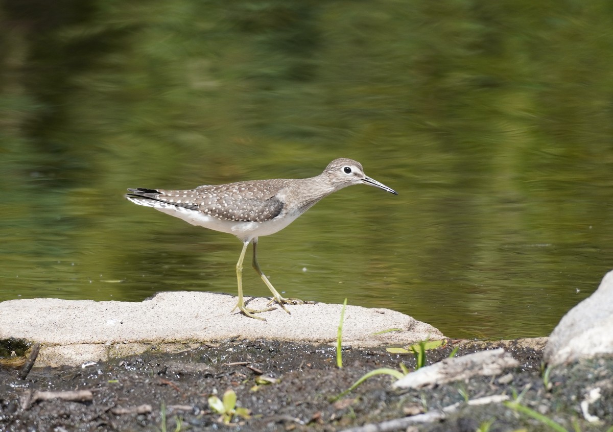 Solitary Sandpiper - ML647185862