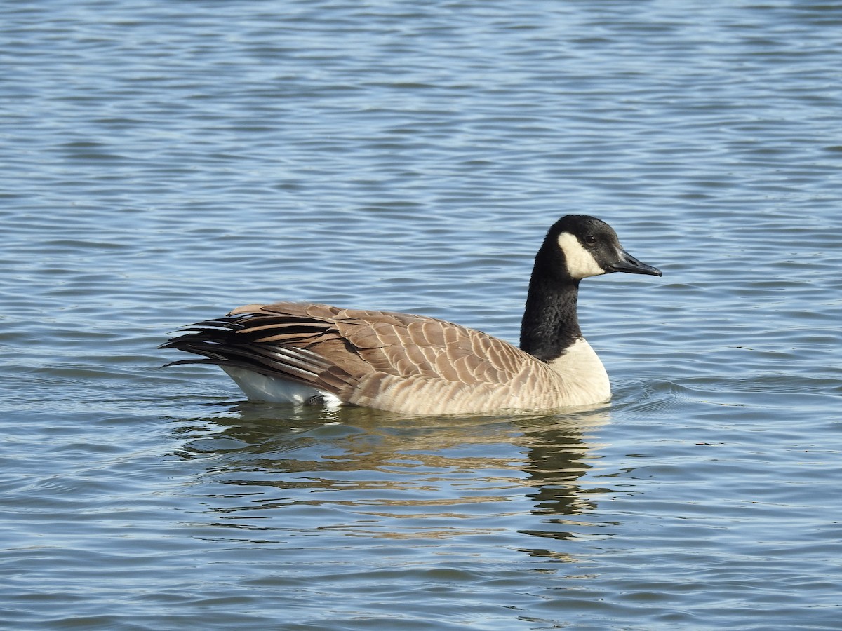 Canada Goose - ML647185866