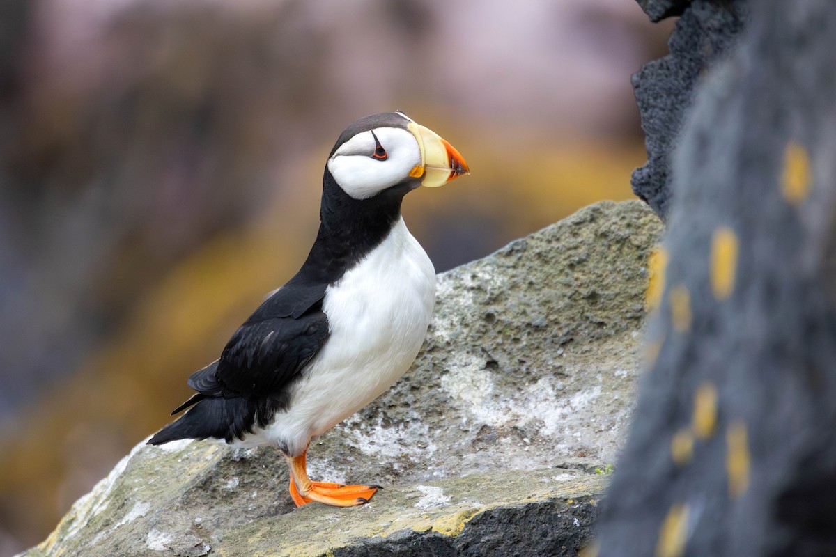 Horned Puffin - ML647185867