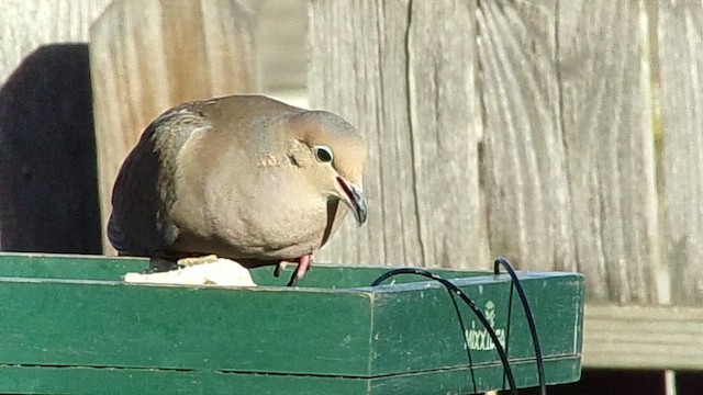 Mourning Dove - ML647185885