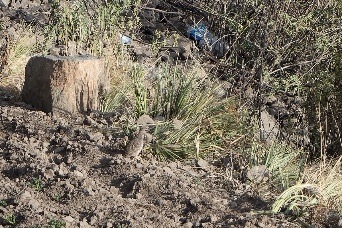 Інамбу андський - ML647185888