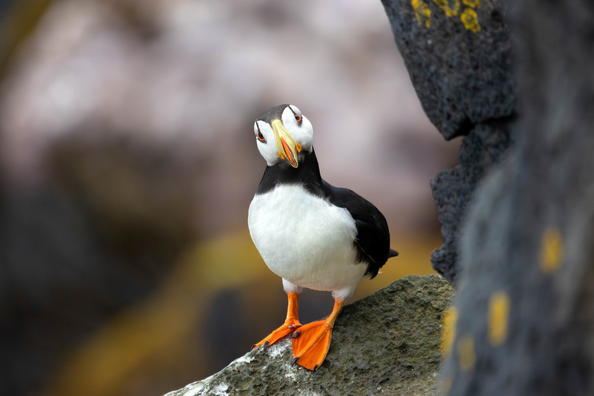 Horned Puffin - ML647185891