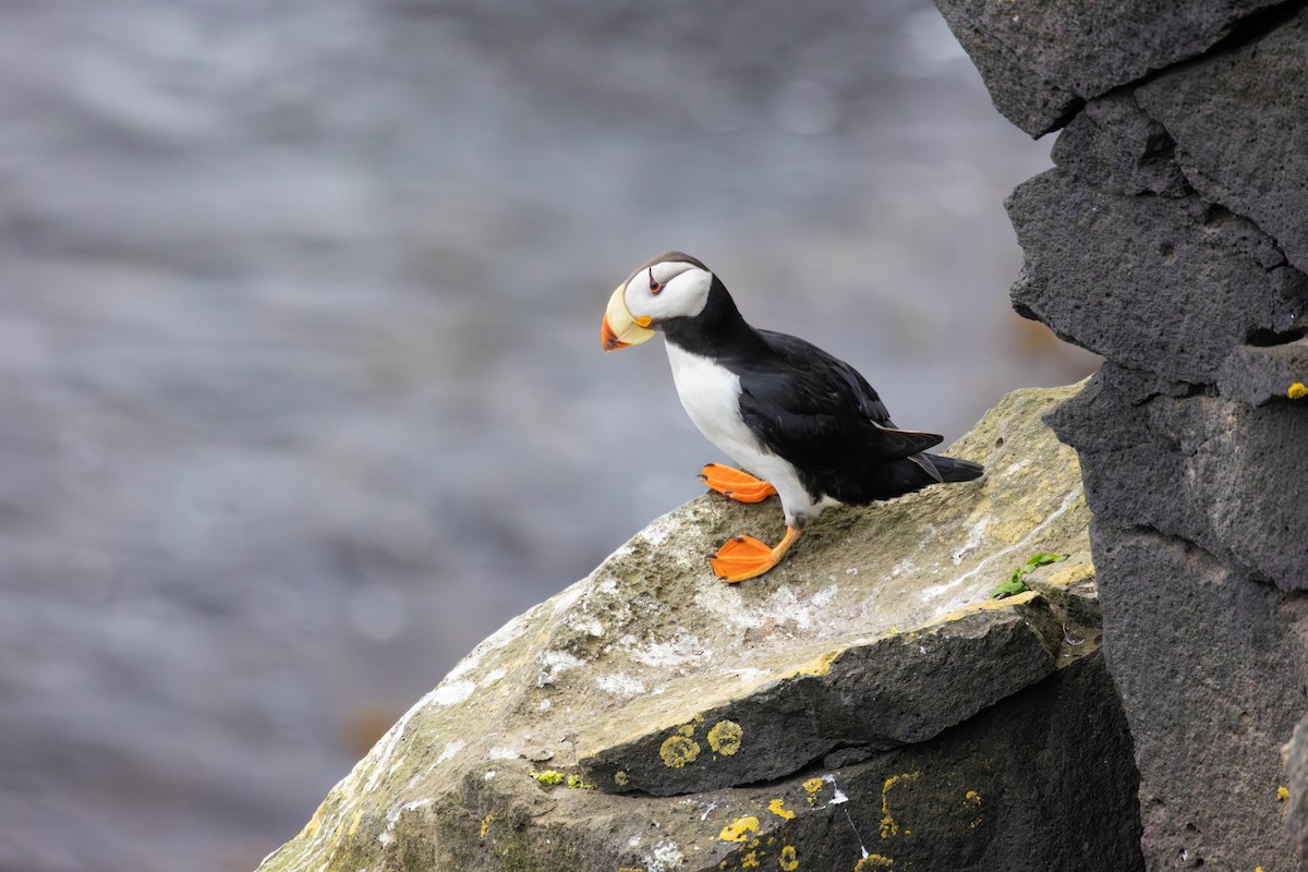 Horned Puffin - ML647185894