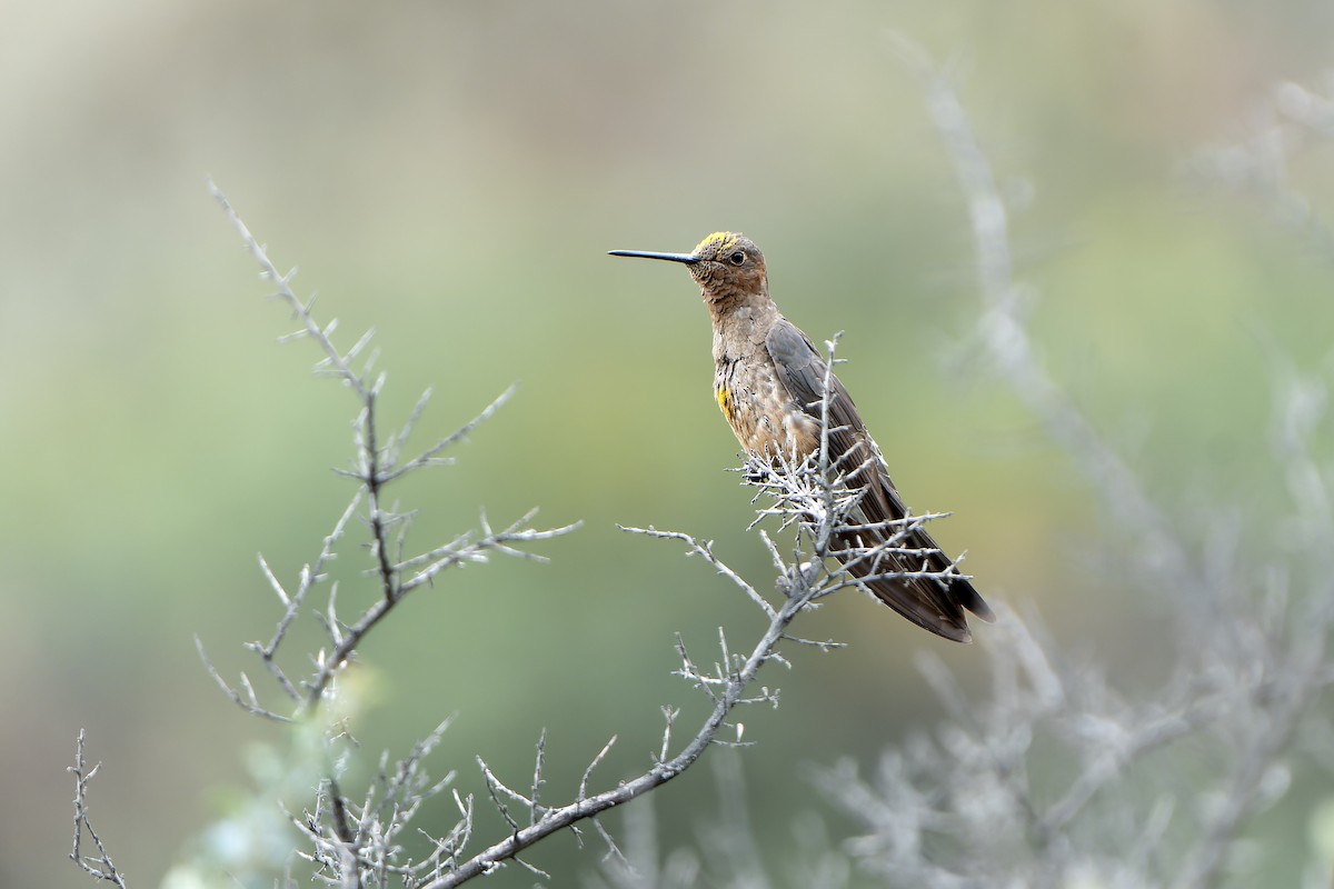 Giant Hummingbird - ML647185908