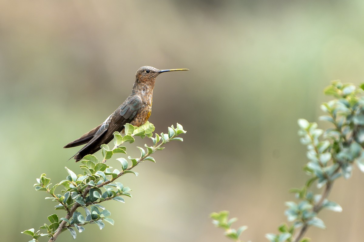 Giant Hummingbird - ML647185909