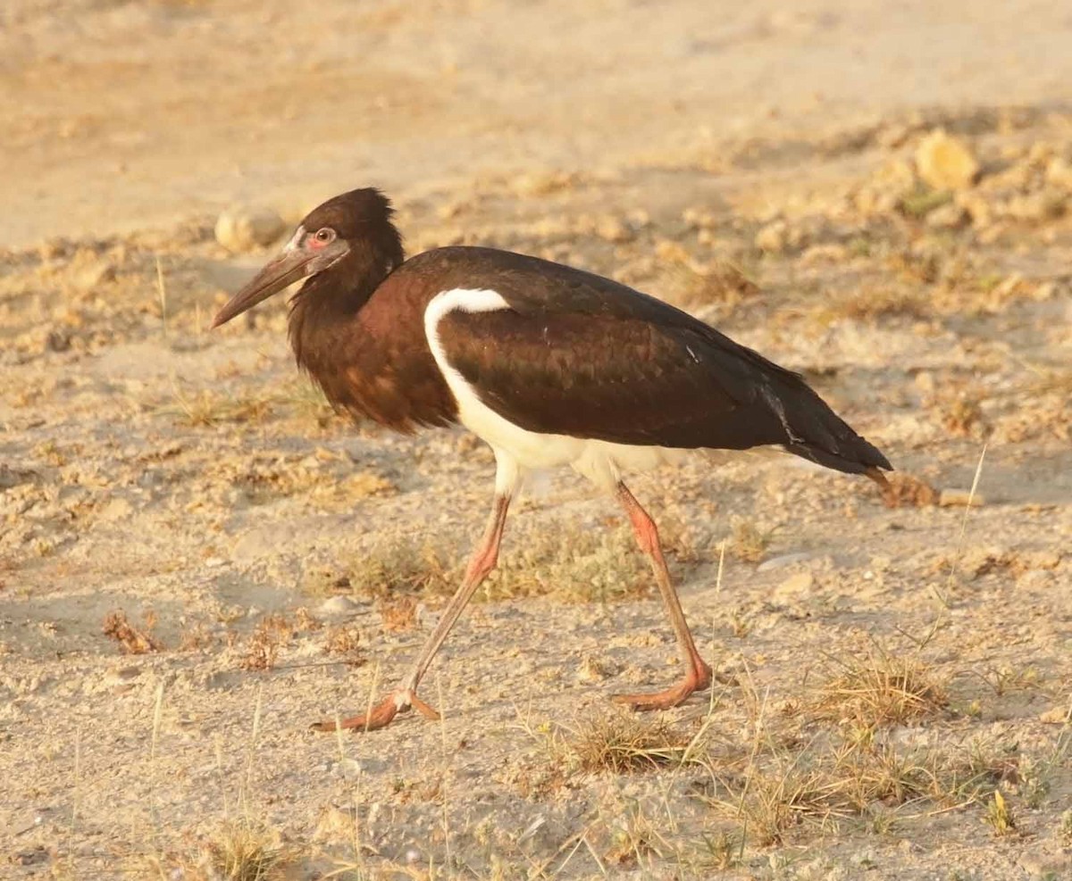 חסידת אבדים - ML647185927