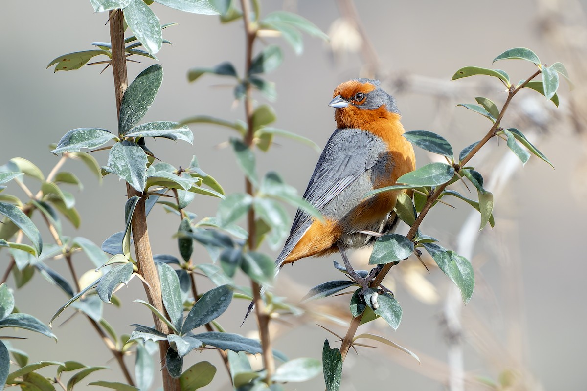 Cochabamba Mountain Finch - ML647185933