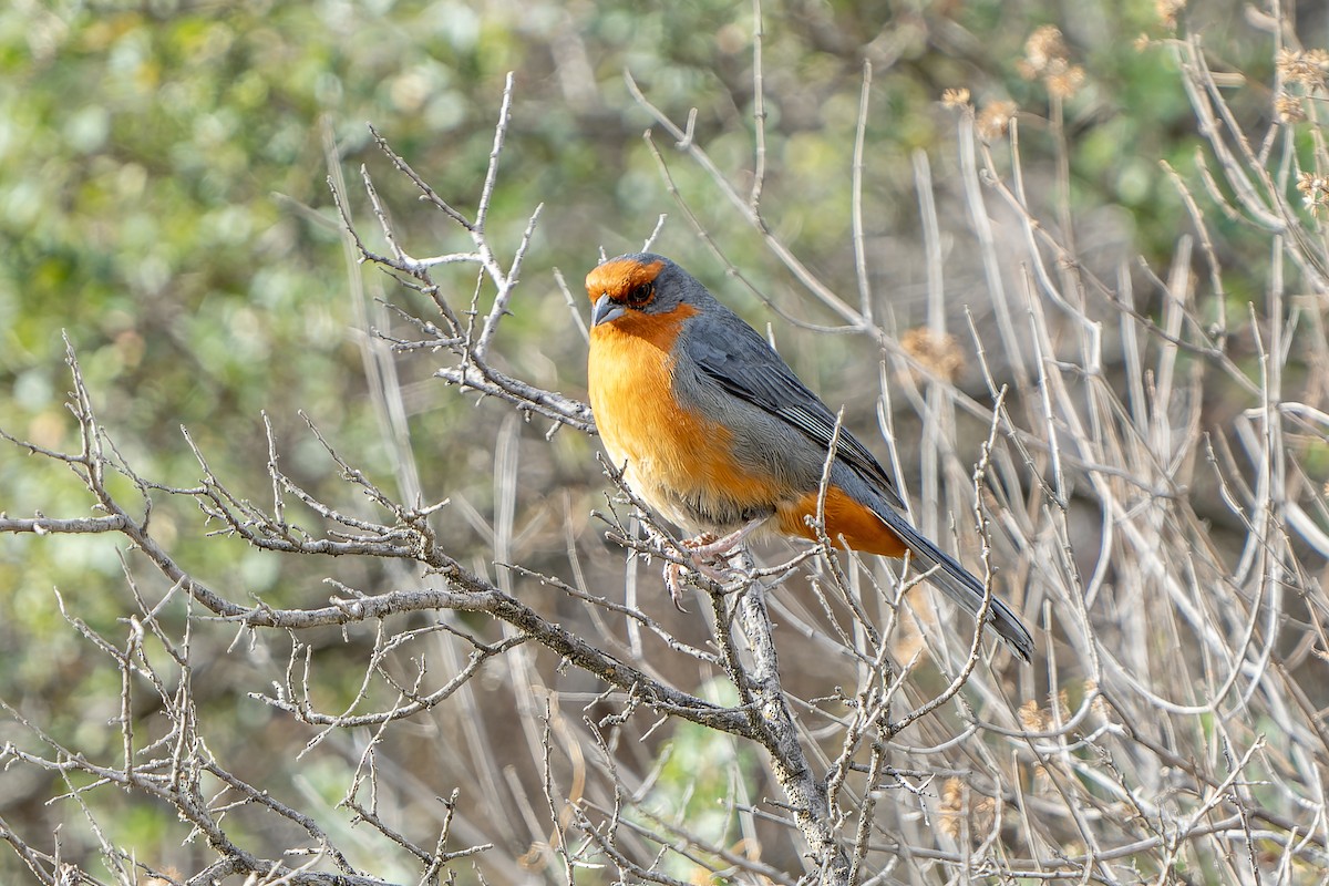 Cochabamba Mountain Finch - ML647185934