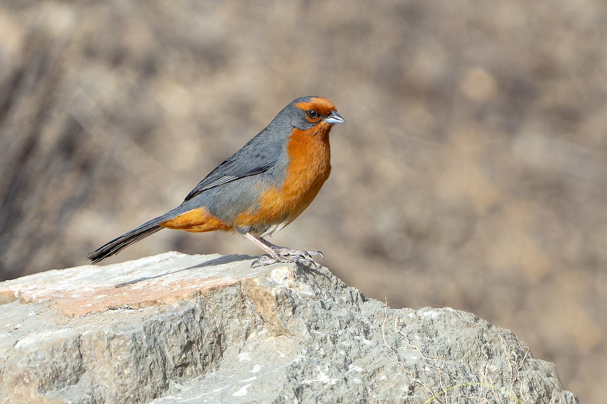 Cochabamba Mountain Finch - ML647185935
