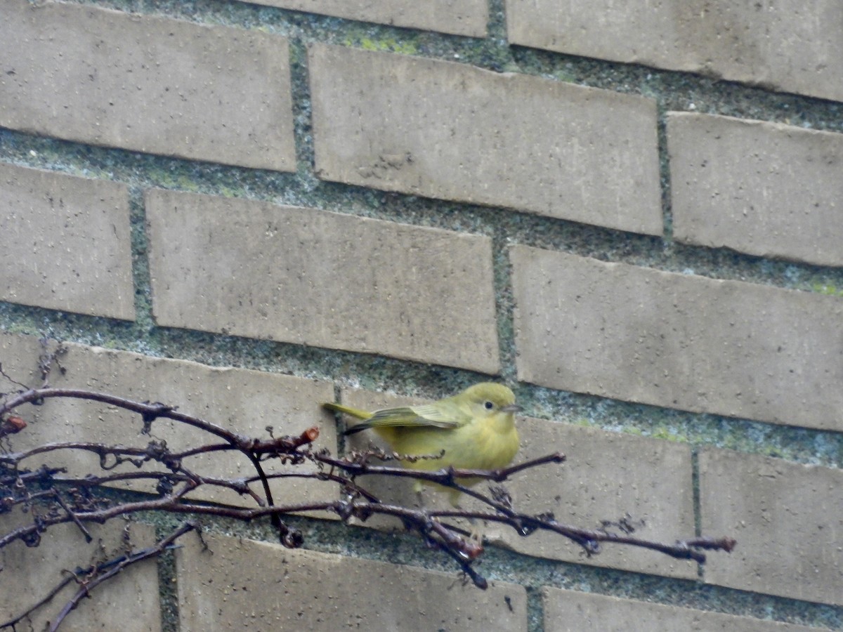 Sarı Ötleğen - ML647185949