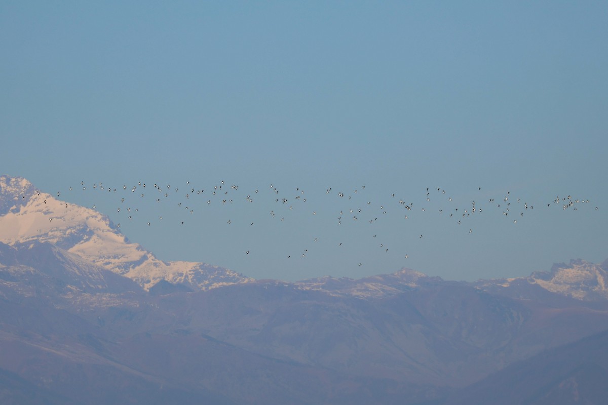 Сивка звичайна - ML647185951