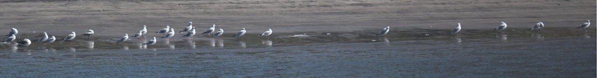 чайка sp. - ML647185952