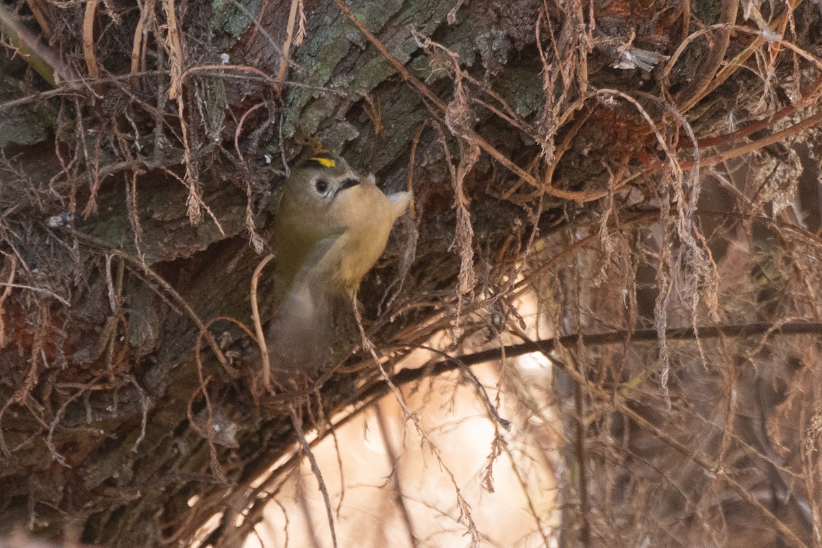 Goldcrest - ML647185958