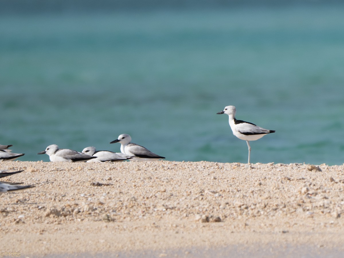 Crab-Plover - ML647185959