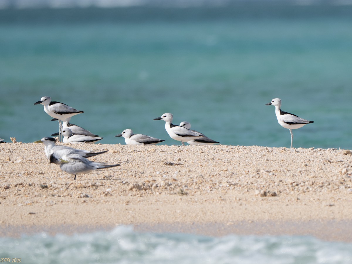 Crab-Plover - ML647185961