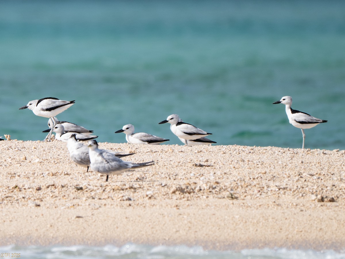 Crab-Plover - ML647185964
