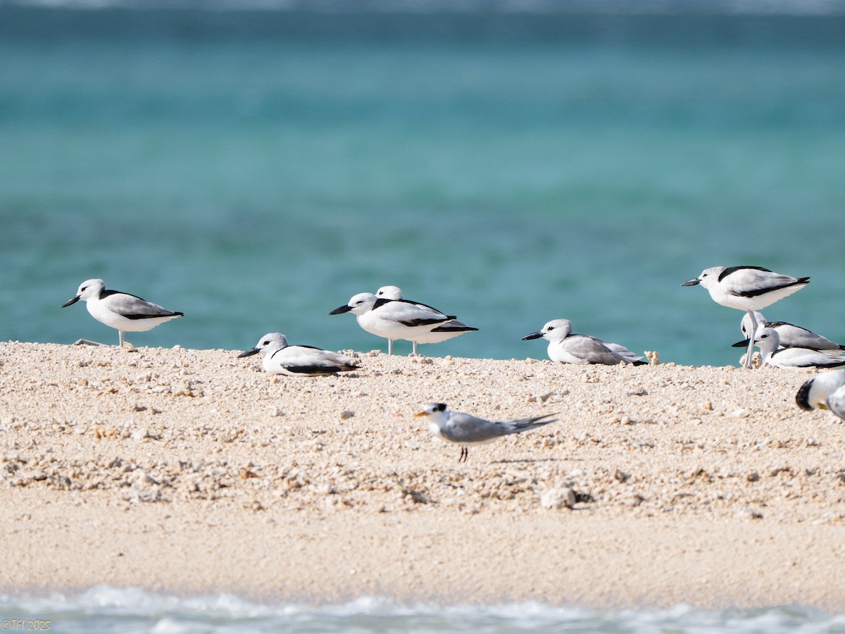 Crab-Plover - ML647185967