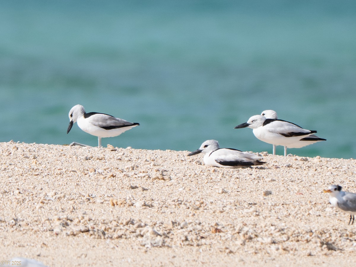 Crab-Plover - ML647185968