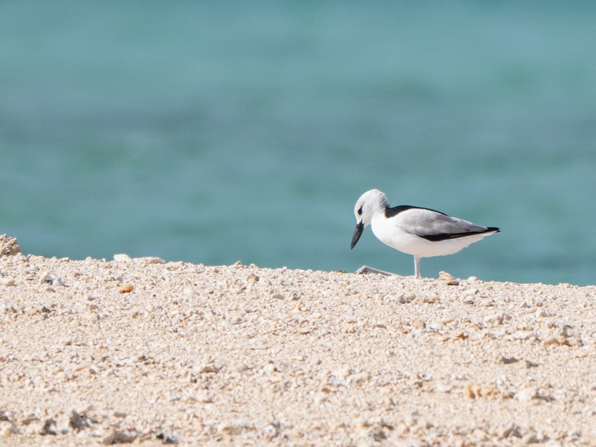 Crab-Plover - ML647185972