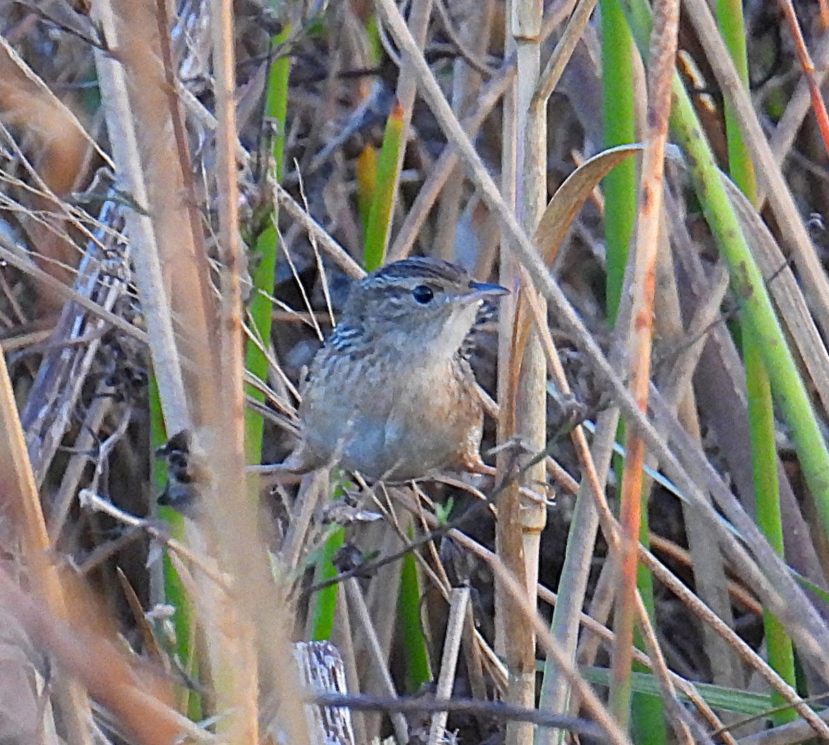 Sedge Wren - ML647185989