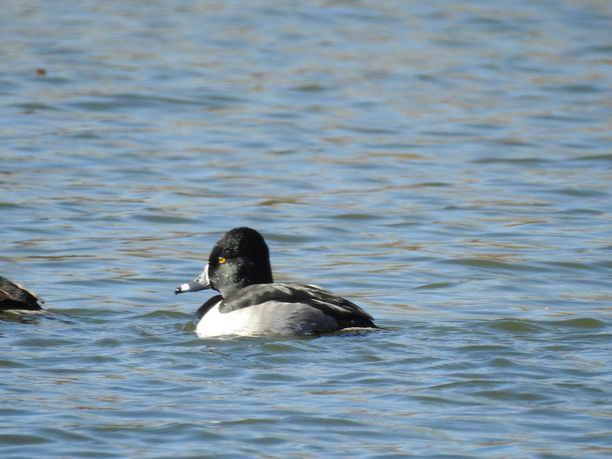 Ring-necked Duck - ML647185991