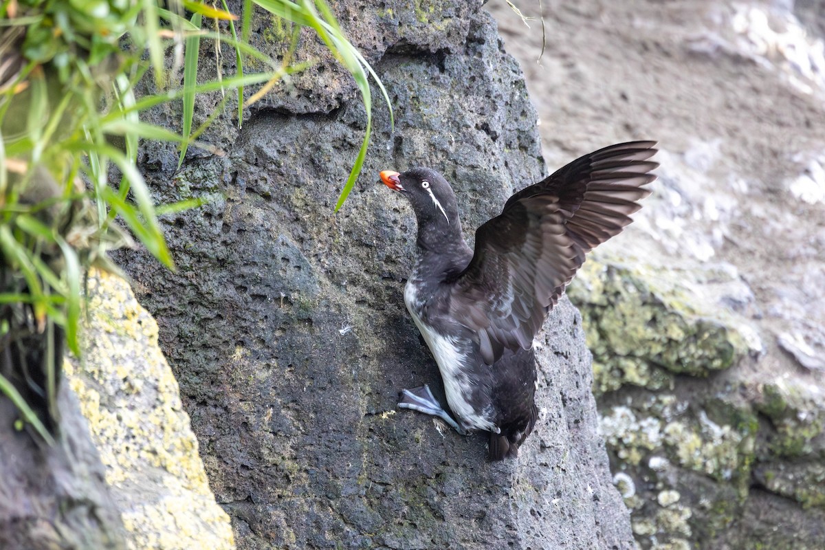 Parakeet Auklet - ML647185997