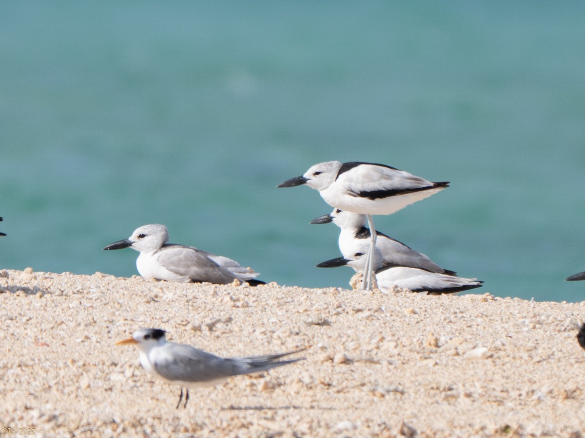 Crab-Plover - ML647186002