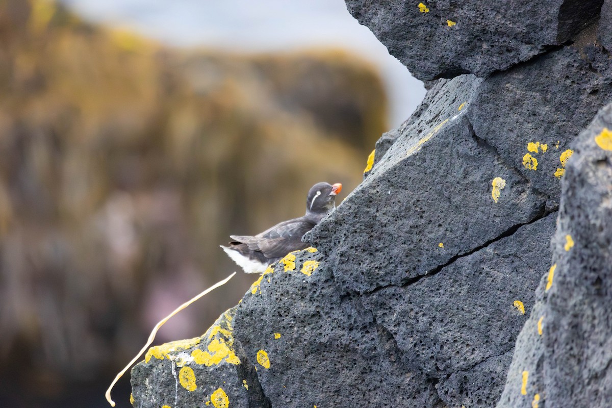 Parakeet Auklet - ML647186004