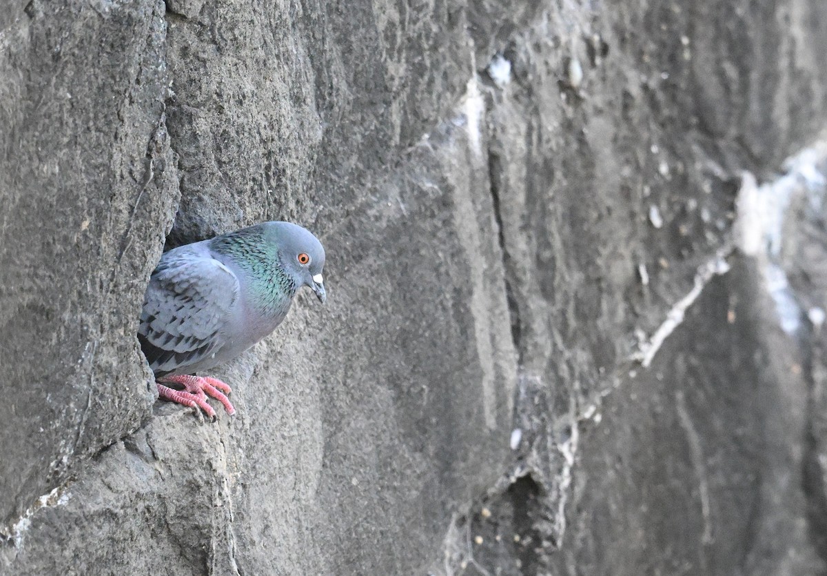 יונת בית - ML647186006