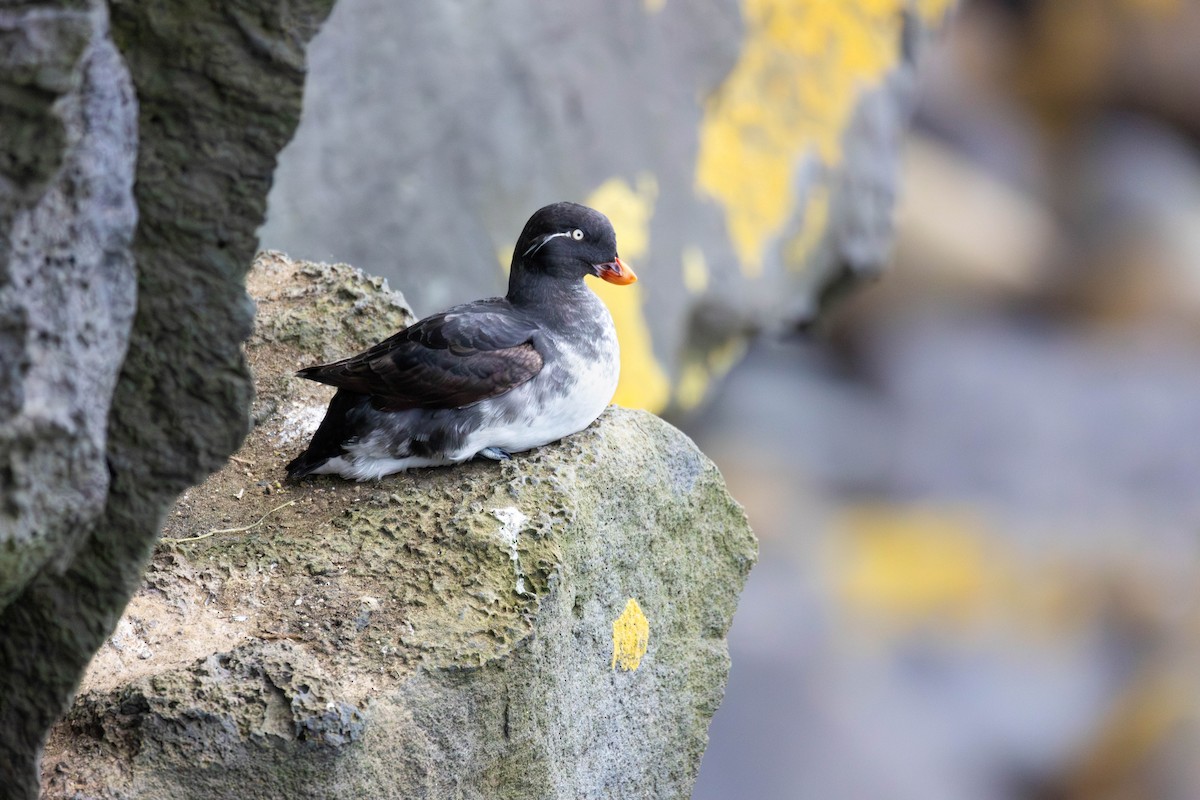 Parakeet Auklet - ML647186007