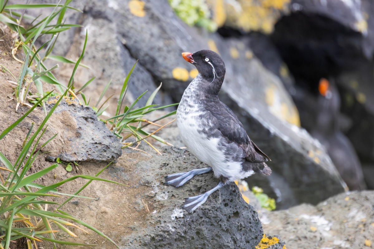 Parakeet Auklet - ML647186029