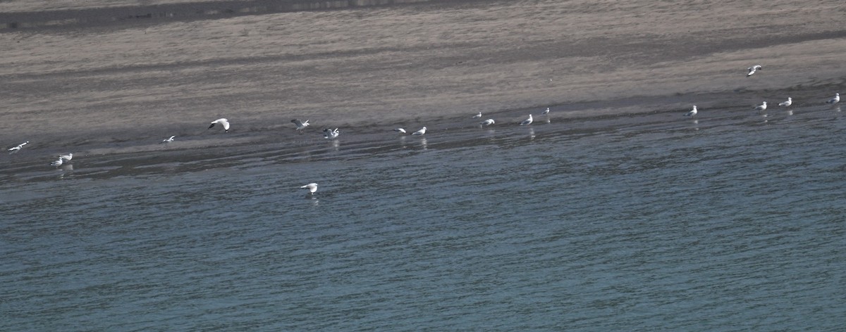 Gaviota Centroasiática - ML647186042