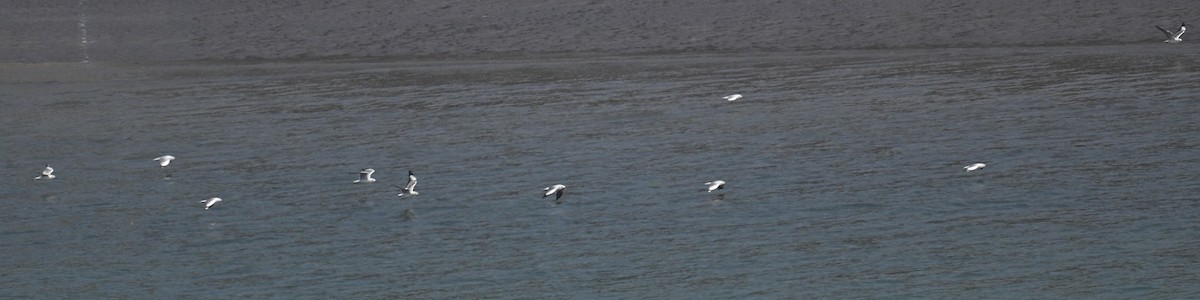 Gaviota Centroasiática - ML647186046