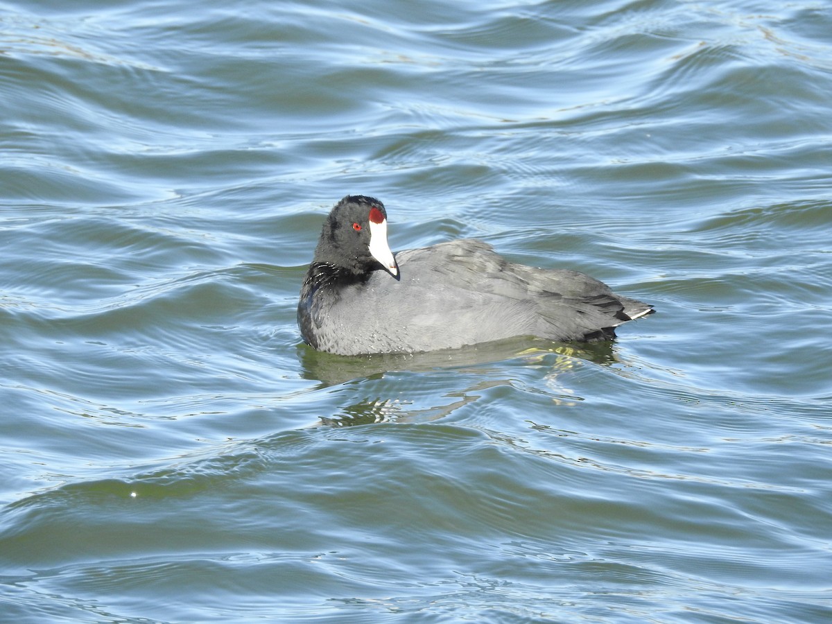 American Coot - ML647186051