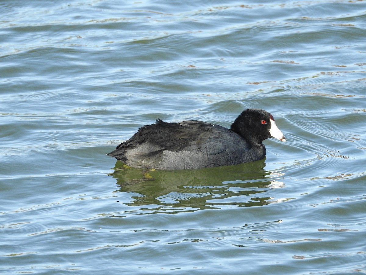 American Coot - ML647186052