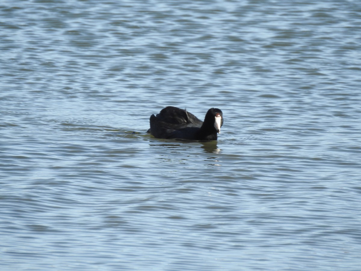 American Coot - ML647186053