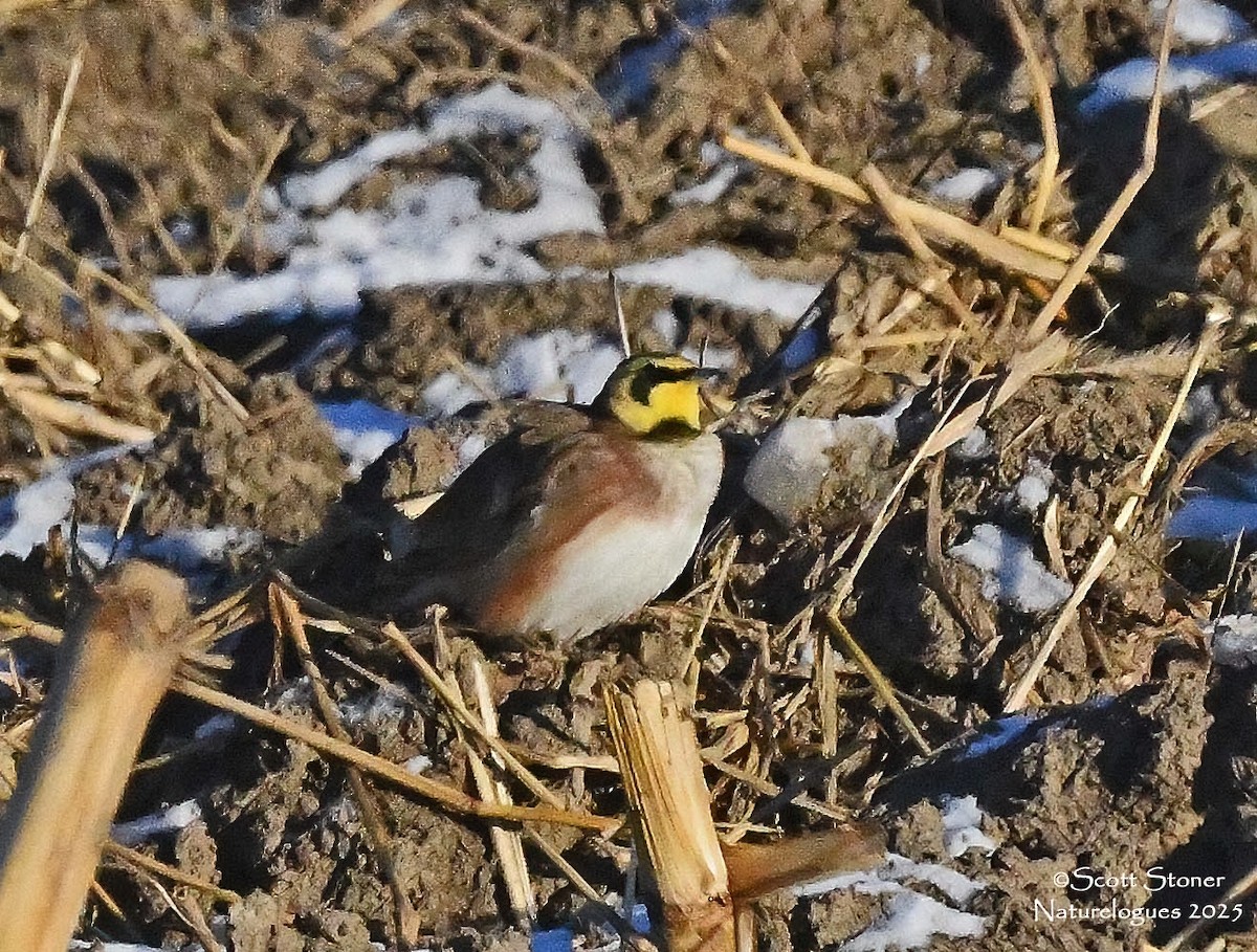 Horned Lark - ML647186059