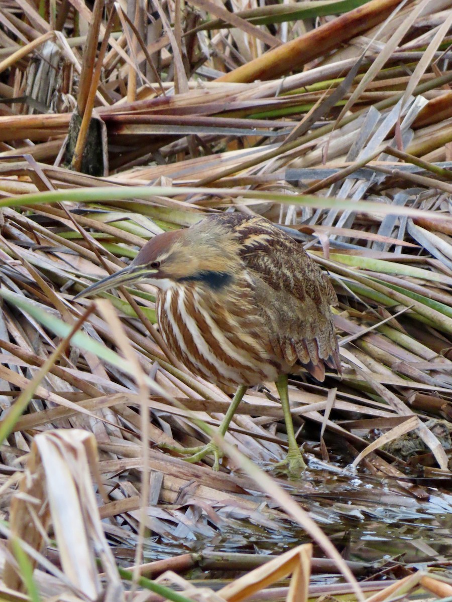 American Bittern - ML647186061