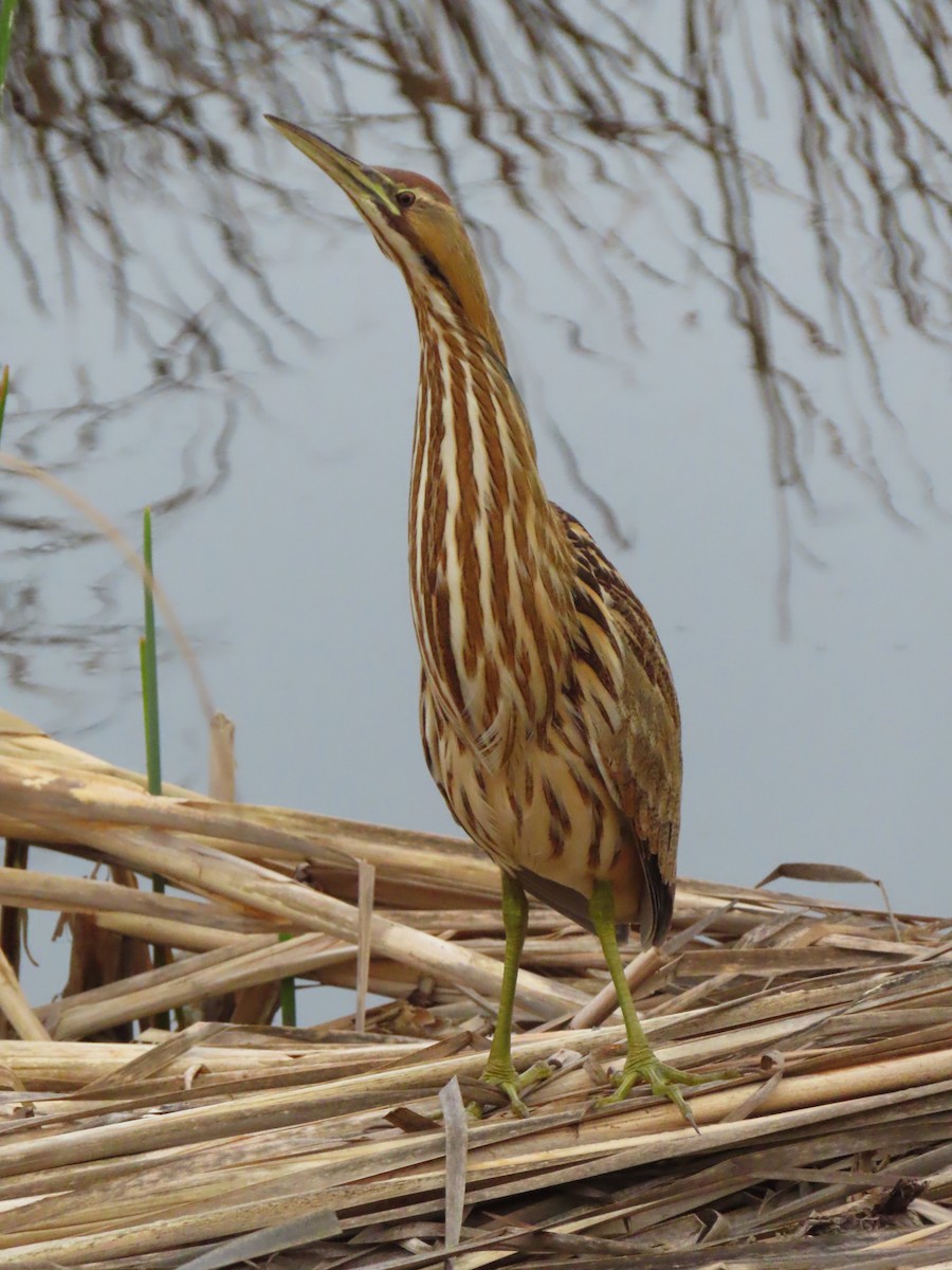 American Bittern - ML647186062