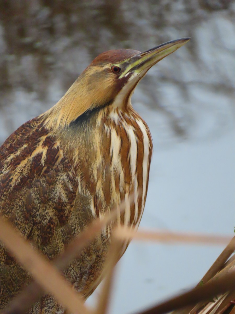 American Bittern - ML647186063