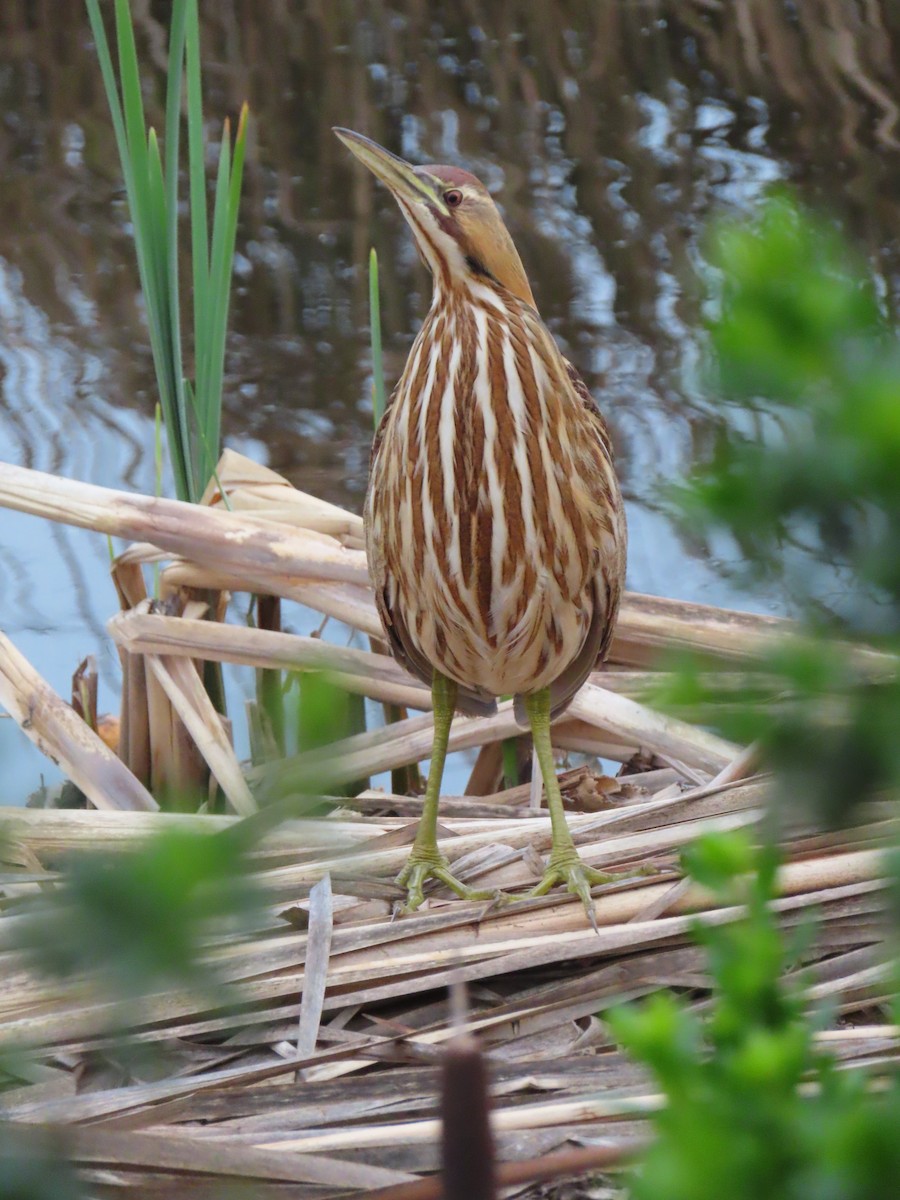 American Bittern - ML647186064